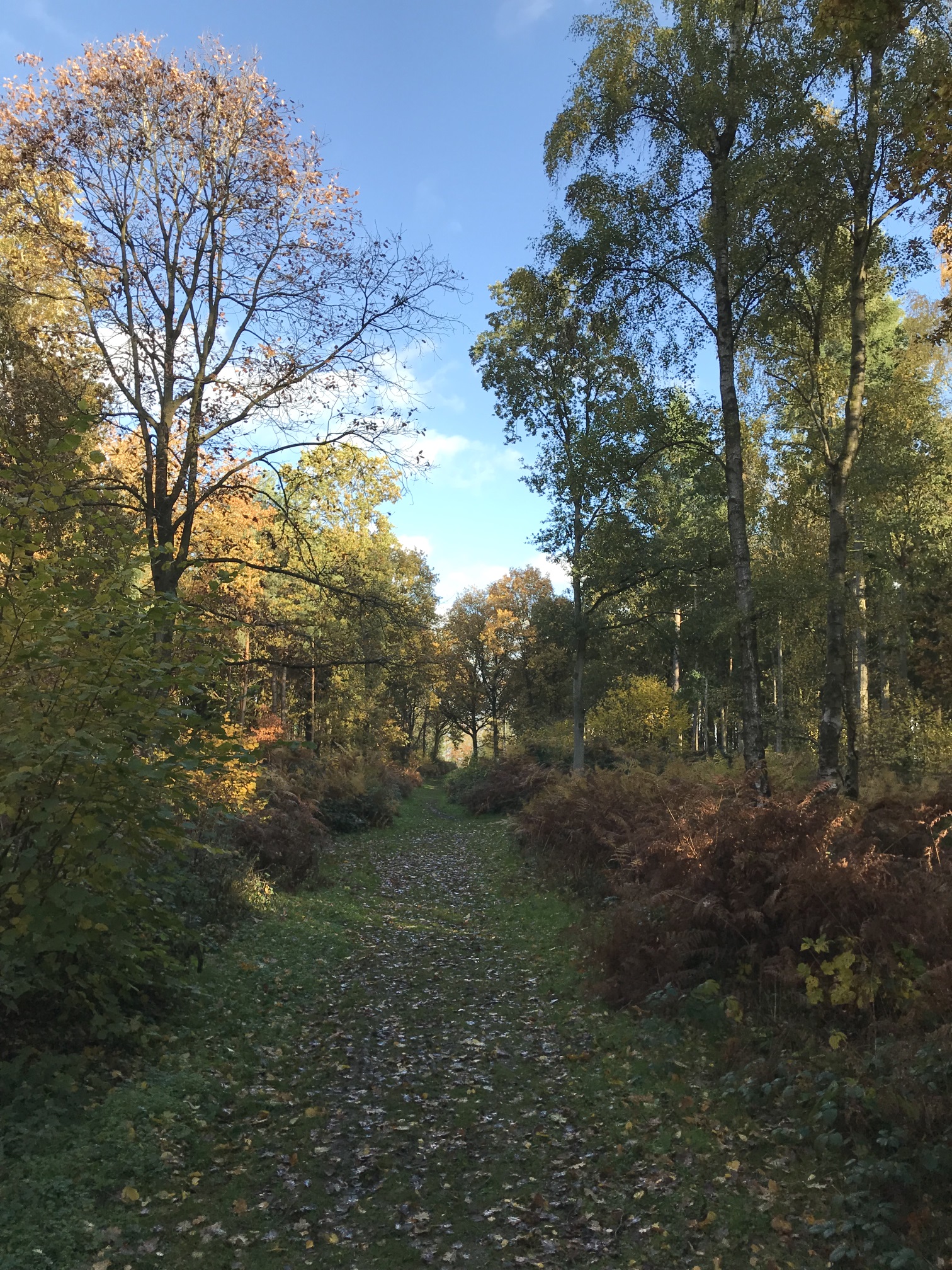 Woodland management continues to create thriving habitat Oakley Wood | Coventry & Warwickshire Growth Hub